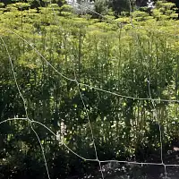 Filet à ramer bio compostable pour palissage et croissance - L. 5 x l. 1,85 m  Filet à ramer bio compostable pour palissage et croissance - L. 5 x l. 1,85 m